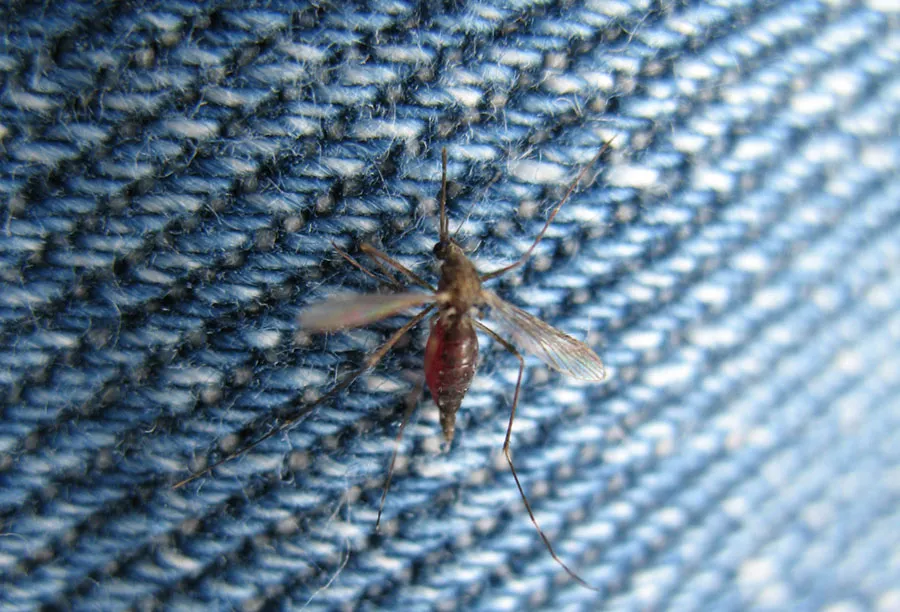 Can Mosquitoes Bite Through Jeans Socks