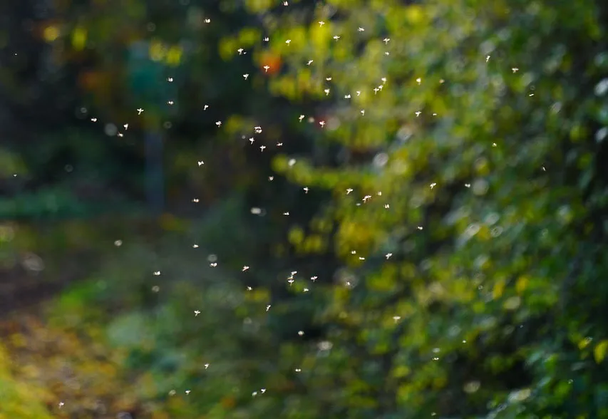 Can a mosquito bite another mosquito each other