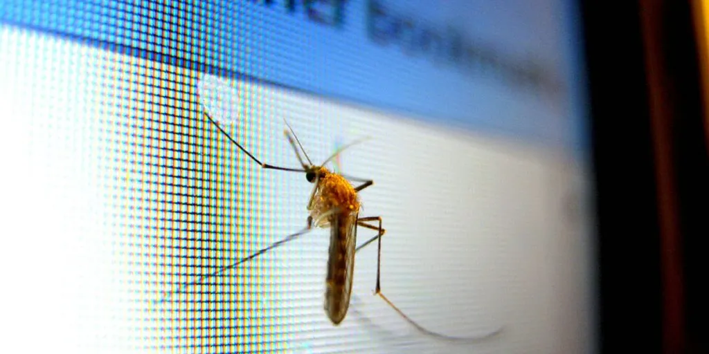 How To Attract Mosquitoes: 13 Ways To Lure & Kill A Mosquito