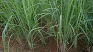 Lemongrass Cymbopogon citratus