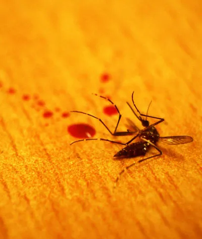 Repellent-mosquito