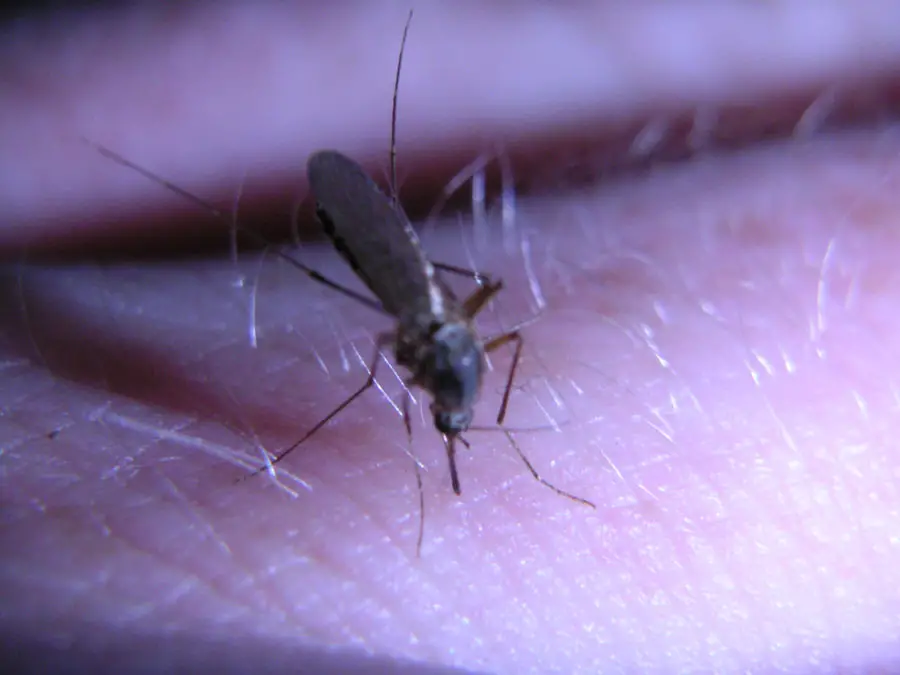 Why do mosquito bites itch more at night