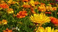 marigold