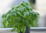 Basil