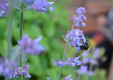 Catmint