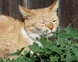 Catnip