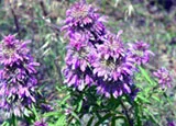 Horsemint Bee Balm