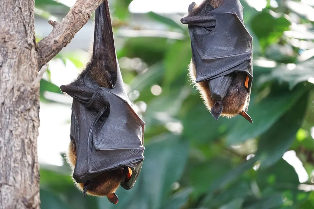 How Many Mosquitoes Do Bats Eat