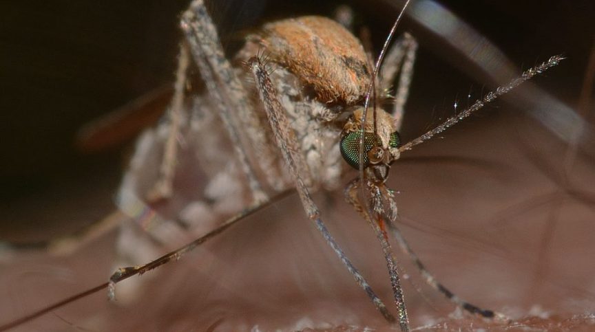 Interesting Mosquito Facts