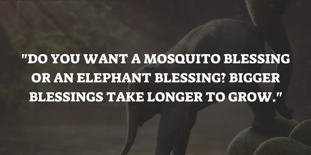 Mosquito Elephant Quote