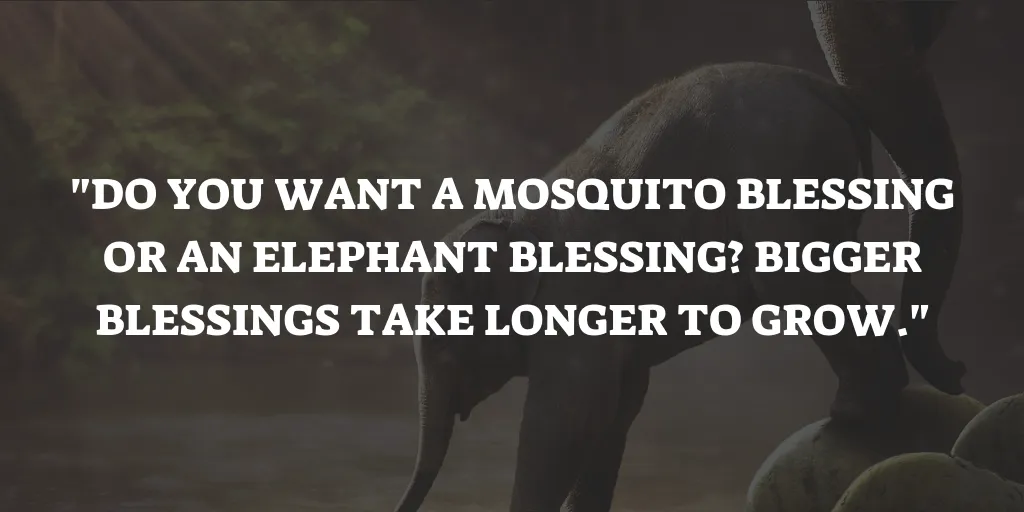 Mosquito Elephant Quote