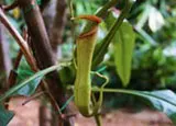 Pitcher Carnivorous insect eating plant