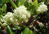 Ceanothus velutinus Snowbrush