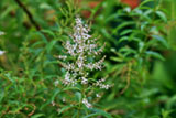 lemon-verbena-flower