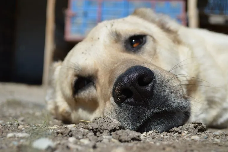 treatment-of-mosquito-bites-on-dogs-end-mosquitoes